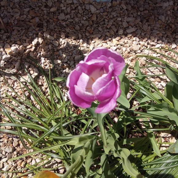 Meet your Posher, Linda - Picture 1 of 1